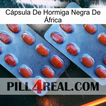 Cápsula De Hormiga Negra De África 05